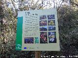 Bosque de la Baizuela. Cartel
