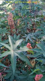 Ricino - Ricinus communis. beda