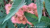 Ricino - Ricinus communis. Frutos. beda