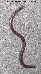 Culebrilla ciega - Blanus cinereus. Los Villares