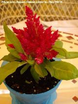 Celosa - Celosia argentea var. plumosa. Los Villares