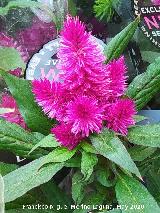 Celos�a - Celosia argentea var. plumosa. Ja�n