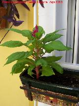 Celosa - Celosia argentea var. plumosa. Los Villares