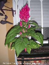 Celosa - Celosia argentea var. plumosa. Los Villares