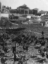 Colegiata de Santa Mara de los Reales Alczares. Foto antigua