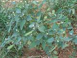 Tomatillo del diablo - Solanum nigrum. Navas de San Juan