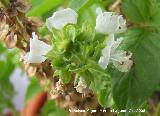 Albahaca - Ocimum basilicum. Navas de San Juan