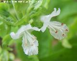 Albahaca - Ocimum basilicum. Navas de San Juan