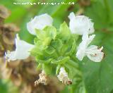 Albahaca - Ocimum basilicum. Navas de San Juan