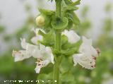 Albahaca - Ocimum basilicum. Navas de San Juan