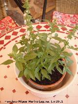 Albahaca - Ocimum basilicum. Los Villares