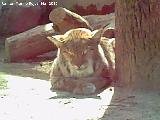 Lince boreal - Lynx lynx. Crdoba