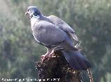 Pjaro Paloma torcaz - Columba palumbus. Torres