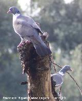 Pjaro Paloma torcaz - Columba palumbus. Torres