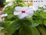 Vinca - Vinca rosea. Los Villares