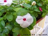 Vinca - Vinca rosea. Los Villares