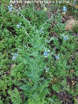 Lengua de perro - Cynoglossum creticum. Aldea de los Prez - Navas de San Juan