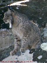 Lince ibrico