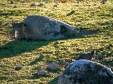 Lince ibrico - Lynx pardinus. Zarzalejo - Andjar