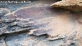 Pinturas rupestres del Abrigo del Guadal�n III. 