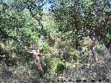 Alcornoque - Quercus suber. Parque Natural de Los Alcornocales - Castellar de la Frontera