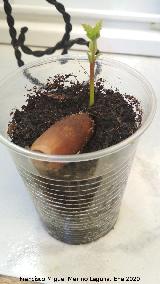 Los Villares Alcornoque - Quercus suber. Los Villares