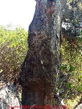 Alcornoque - Quercus suber. Corteza. Monte de la Desesperada - Aldeaquemada