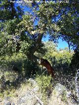 Alcornoque - Quercus suber. Torrealver - Navas de San Juan