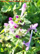 Ortiga muerta - Lamium amplexicaule. Cerro Miguelico - Torredelcampo