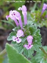 Ortiga muerta - Lamium amplexicaule. La Veleta - Los Villares