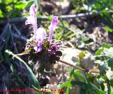 Ortiga muerta - Lamium amplexicaule. Navas de San Juan