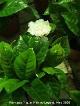 Gardenia - Gardenia jasminoides. Ja�n