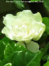Gardenia