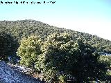 Encina - Quercus ilex. Bosque de Encinas. Valdepeas