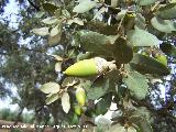 Encina - Quercus ilex. Navas de San Juan