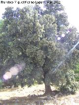 Encina - Quercus ilex. Encina de Prado Moro. Santiago Pontones