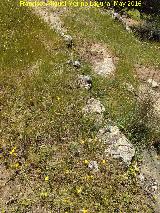 Poblado prehistrico del Cerro del Salto. Lnea de muro