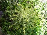 Esparraguera blanca - Asparagus albus. Jan