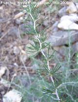 Esparraguera blanca - Asparagus albus. Jan