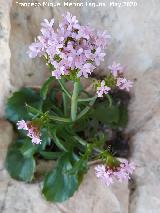 Alfe�ique andaluz - Centranthus macrosiphon. La Veleta - Los Villares