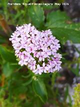 Alfe�ique andaluz - Centranthus macrosiphon. La Veleta - Los Villares