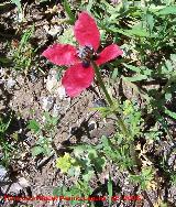 Amapola peluda - Papaver hybridum. Ja�n