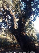 Noria de Luis Rodrguez. Lugar donde descansaron los canjilones de la noria