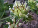Vulneraria - Anthyllis vulneraria. Cerro Veleta - Jan