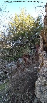 Tejos Tejeda de la Cañada de la Fuente. Tejos