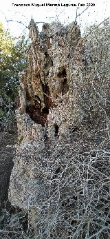 Tejo muerto Tejeda de la Cañada de la Fuente. Tejo muerto