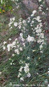 Bocha - Dorycnium pentaphyllum. La Venta - Los Villares