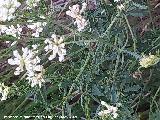Bocha - Dorycnium pentaphyllum. La Venta - Los Villares