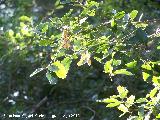 Acebo - Ilex aquifolium. Las Acebeas - Siles