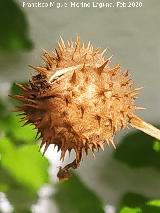 Fruto. Navas de San Juan Estramonio - Datura stramonium. Fruto. Navas de San Juan